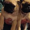 Pugs ! I'm ready for my new home