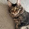 Black Brown Tabby Male Maine Coon