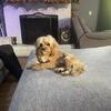 Cavapoo Companion puppies — one left