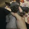 Sphynx Kittens for sale