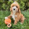 Adorable and sweet Cavapoo puppies