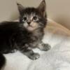 Maine Coon kittens - TICA registered 