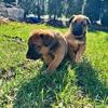 Beautiful Belgian Malinois x European Doberman puppies avaliable