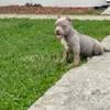 Lilac Tri Standard American Bully Puppy