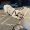 AKC - English Bulldog Puppies (5 months) Old
