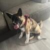 Akita puppy