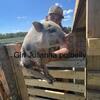 Potbelly and potbelly/ Julianna piglets 13 weeks old 