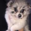 AKC DNA Tested 100% Blue Merle Parti Rare Odd Marbled Eyes Exotic Black blue silver white Pom Pomeranian Female