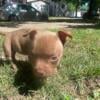 2 female micro bully for working man price