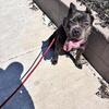 1 year old Corso female $500 Pet Home price / 1k with registration.