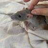 Rat Female Pet with Cage
