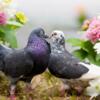 Roller Pigeons - Breeder Pairs