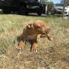 APBT PUPPY AVAILABLE