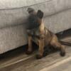 Belgian malinois puppy