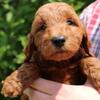 Twix Mini Goldendoodle F1B