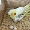 Handfed Baby Cockatiel''s