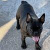 French Bulldog Puppies available