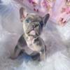 AKC FRENCH BULLDOG  Puppies Take me Home Today  2 Baby Boys 2 Baby Girls