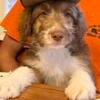 Aussie doodle male for sale