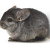 2 Month Old Medium / Dark Ebony Female Chinchilla Kit (baby)