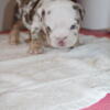 English Bulldog Puppies Shrinkabulls bloodlines