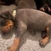 FEMALE AKC DOBERMAN PINSCHERS