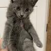 Beautiful charcoal, grey kittens!