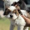 Beautiful shih tzu puppies 