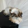 Toy male shorkie