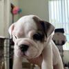 English Bulldog