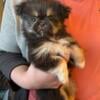 Male pom Pekingese mix puppy