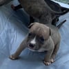 American bully pups