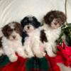 Akc, sweet mini poodle puppies call 