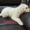 Fun lovinng Labradoodle pups 3 left