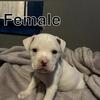 9 week old pit bulls 