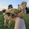 Coop-ready Buff Brahma Pullets