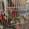 Handfed Greencheek conures