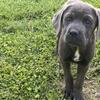 CANE CORSO FOR SALE