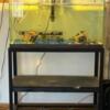 40 gallon fish tank with everything