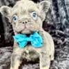 Fluffy French Bulldog blue tan points male