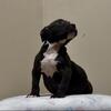 Ready!!! Classic American Bully Puppies for pet home