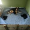 German Shepherds full-blooded UKC registered puppies $600