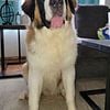 2 year old Male Saint Bernard AKC