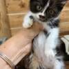 Cute domestic mix kittens two males left 