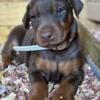 AKC full euro Doberman puppies