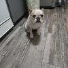 2 year old Female Intact French Bulldog