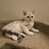 Beautiful Scottish fold boy straight ears for sale