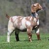 Boer goats for sale