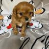 Cavalier KIng Charles Spaniels looking for a forever home Melbourne FL