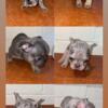 French bulldogs puppies for sale that are looking for a forever home  3 boys 2 girls